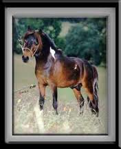 Grandpas Gambling Man